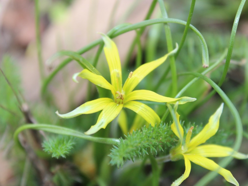 Photo de deux gagées des champs. La plus visible, au centre de la photo, a sept pétales qui forment une étoile.