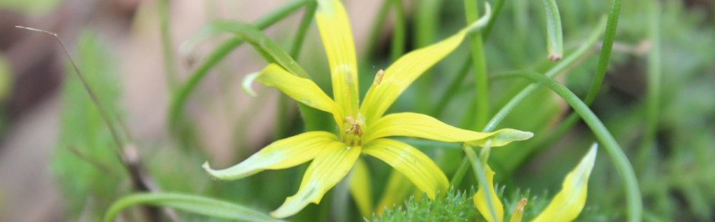 Photo d'une gagée des champs. La fleur est jaune et a sept pétales en étoile