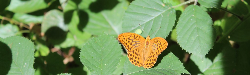 Photo d'un papillon orange avec de nombreuses petites tâches noires, posé sur une feuille de ronce.