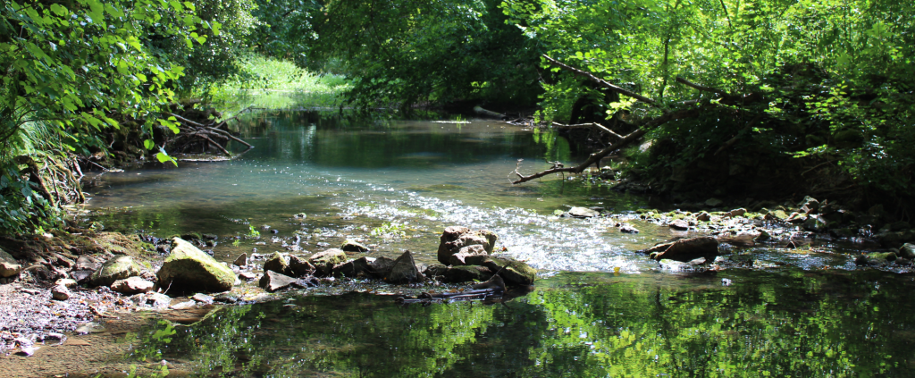 Photo de l'Esch prise à Martincourt, au cœur de la Petite Suisse lorraine.  Au premier plan, la rivière est calme, et les arbres qui l'encadrent s'y reflètent.  Au second plan, des pierres la bloquent, créant un courant plus fort.  La rivière se dirige vers le fond à droite. Au fond à gauche, on devine une prairie.