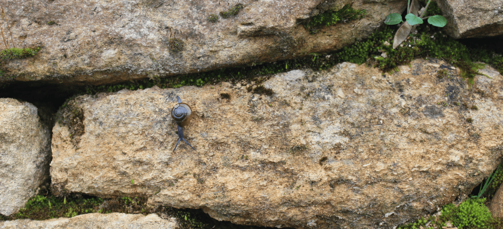 Gros plan sur une pierre d'un mur en pierres sèches.  Des mousses ont poussé entre cette pierre et les pierres voisines, et on devine une véronique en haut à droite. Un petit escargot noir à la coquille brune descend tranquillement sur la pierre.